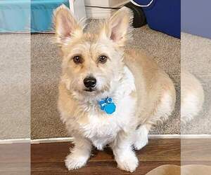 Havanese-Pembroke Welsh Corgi Mix Dogs for adoption in Fort Collins, CO, USA