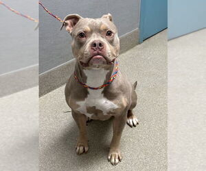 Bulldog-Unknown Mix Dogs for adoption in Las Vegas, NV, USA