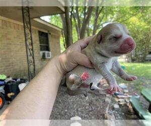 American Pit Bull Terrier-Unknown Mix Dogs for adoption in Houston, TX, USA
