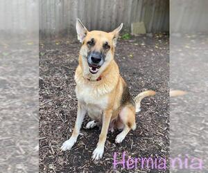 German Shepherd Dog-Unknown Mix Dogs for adoption in Katy, TX, USA