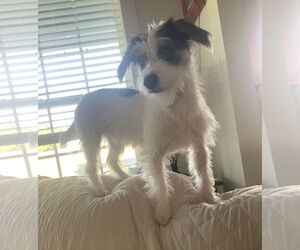 Maltese-Unknown Mix Dogs for adoption in Westminster, MD, USA