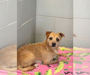 Chiweenie Dogs for adoption in Waterford, VA, USA