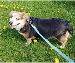 Beagi Dogs for adoption in Walnutport, PA, USA