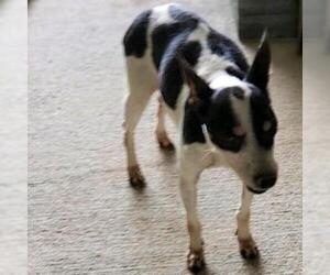 Jack Russell Terrier Dogs for adoption in Riverwoods, IL, USA