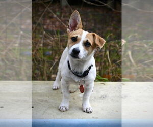 Chihuahua-Unknown Mix Dogs for adoption in Wakefield, RI, USA