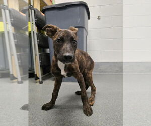 American Pit Bull Terrier-German Shepherd Dog Mix Dogs for adoption in Glen Allen, VA, USA