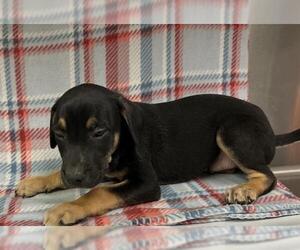 American Pit Bull Terrier-Labrador Retriever Mix Dogs for adoption in HESPERIA, CA, USA