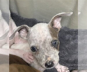 Mutt Dogs for adoption in Plano, TX, USA