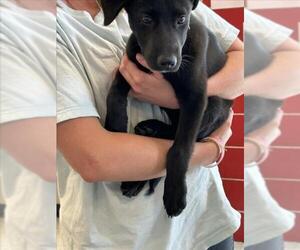 Labrador Retriever-Unknown Mix Dogs for adoption in Plano, TX, USA
