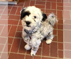 Shih-Poo Dogs for adoption in Bellevue, WA, USA