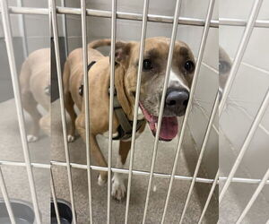 Mutt Dogs for adoption in Virginia Beach, VA, USA