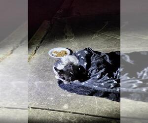 Mutt Dogs for adoption in San Antonio, TX, USA