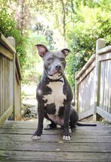 American Pit Bull Terrier Dogs for adoption in Clifton, TX, USA