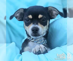 ShiChi Dogs for adoption in Washington, DC, USA