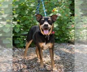Miniature Pinscher Dogs for adoption in Denton, TX, USA