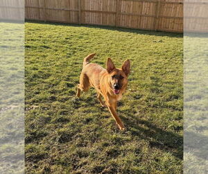 German Shepherd Dog Dogs for adoption in Evansville, IN, USA