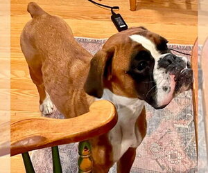 Boxer Dogs for adoption in Dumont, NJ, USA