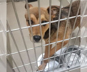 Beagle-Unknown Mix Dogs for adoption in Decatur, IL, USA