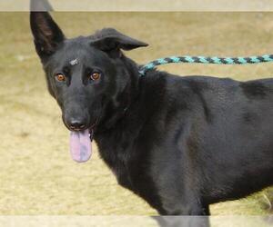 Mutt Dogs for adoption in Tallahassee, FL, USA