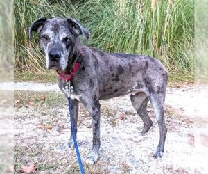 Catahoula Leopard Dog-Great Dane Mix Dogs for adoption in Cary, NC, USA