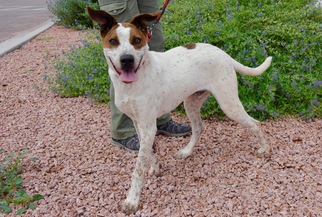 American Bulldog-Unknown Mix Dogs for adoption in Payson, AZ, USA