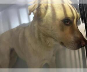 American Pit Bull Terrier-Unknown Mix Dogs for adoption in Houston, TX, USA
