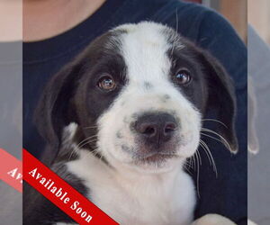 Border Collie-Unknown Mix Dogs for adoption in Huntley, IL, USA