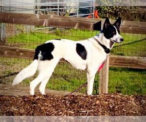 Border Collie Dogs for adoption in Santa Cruz, CA, USA