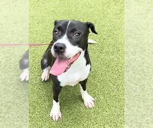 Labrador Retriever-Unknown Mix Dogs for adoption in Fayetteville, NC, USA
