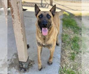 Mutt Dogs for adoption in Modesto, CA, USA