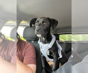 Mutt Dogs for adoption in Jackson Township, NJ, USA