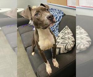 Mutt Dogs for adoption in Peoria, IL, USA