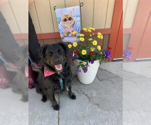 Mutt Dogs for adoption in Fairbanks, AK, USA