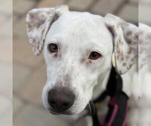 Pointer-Unknown Mix Dogs for adoption in San Diego, CA, USA