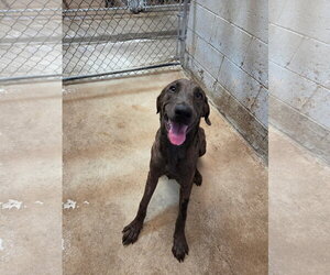 Great Dane-Labrador Retriever Mix Dogs for adoption in El Centro, CA, USA