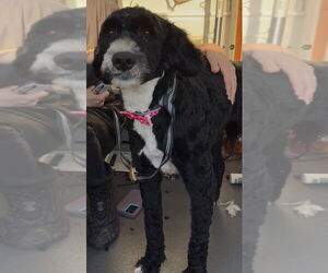 Bernedoodle Dogs for adoption in Conway, AR, USA