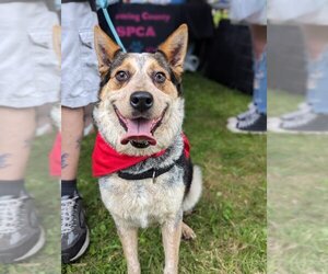 Mutt Dogs for adoption in Attica, NY, USA