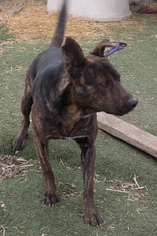 German Shepherd Dog Dogs for adoption in Richmond, CA, USA
