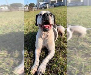 American Bulldog Dogs for adoption in Rosenberg, TX, USA