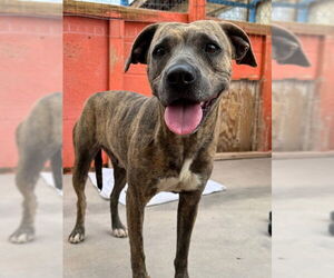 Bullboxer Pit Dogs for adoption in Williamsburg, NM, USA