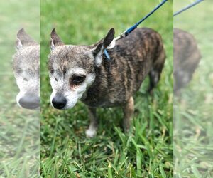 Chiweenie Dogs for adoption in Davie, FL, USA