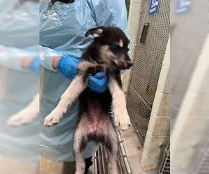 German Shepherd Dog-Unknown Mix Dogs for adoption in Stockton, CA, USA