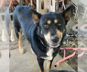 Huskies -Unknown Mix Dogs for adoption in San Antonio, TX, USA