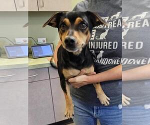 Chiweenie Dogs for adoption in Rockwall, TX, USA