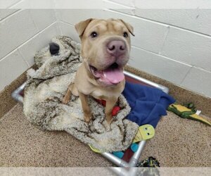 American Pit Bull Terrier-Chinese Shar-Pei Mix Dogs for adoption in Springfield, MA, USA
