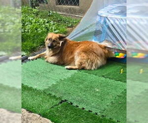 Pomeranian-Unknown Mix Dogs for adoption in Aurora, IN, USA