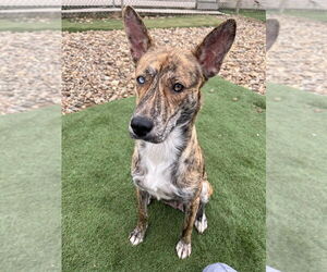 Mutt Dogs for adoption in Evansville, IN, USA