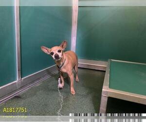 Chihuahua Dogs for adoption in West Palm Beach, FL, USA
