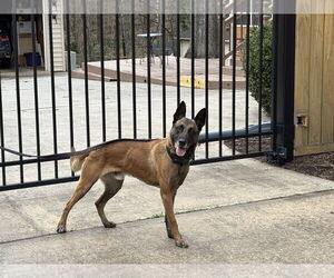 Mutt Dogs for adoption in Stevens Point, WI, USA