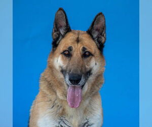 German Shepherd Dog Dogs for adoption in Pasadena, CA, USA